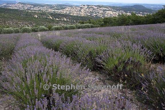 lavender olive trees 1 graphic